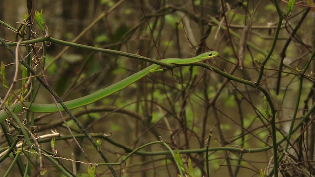 Rough greensnake - ML443317