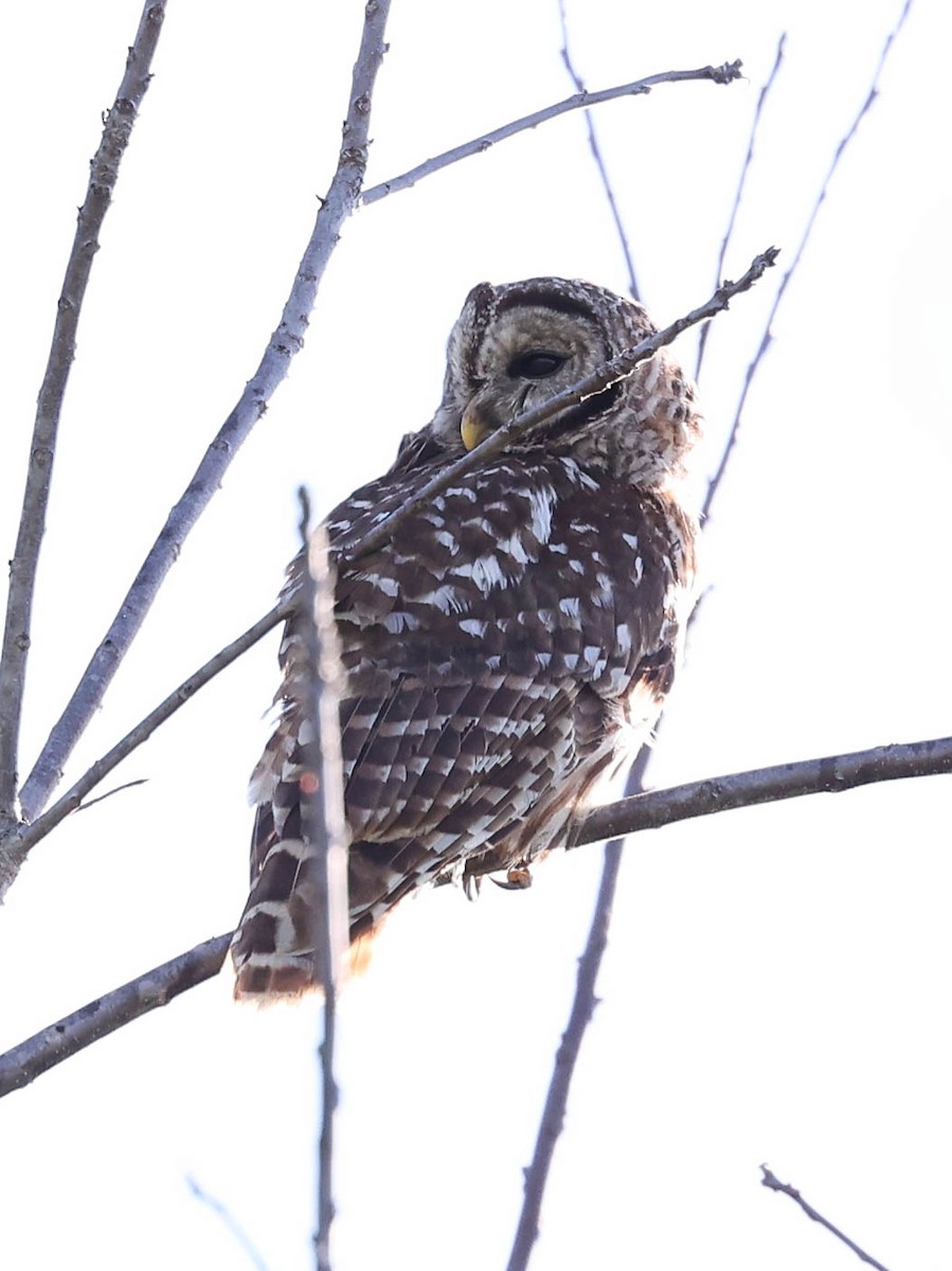 Barred Owl - ML443317141
