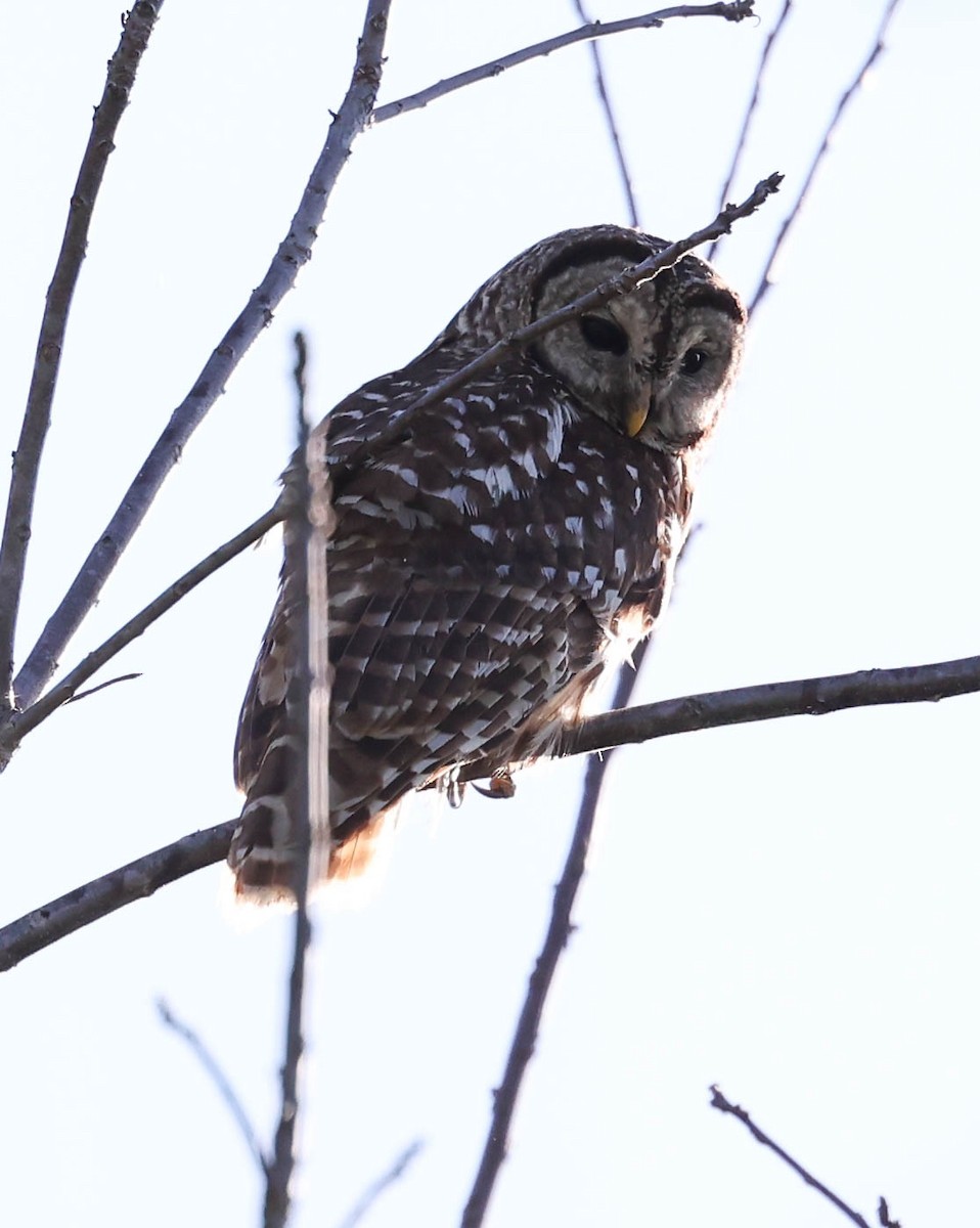 Barred Owl - ML443317151