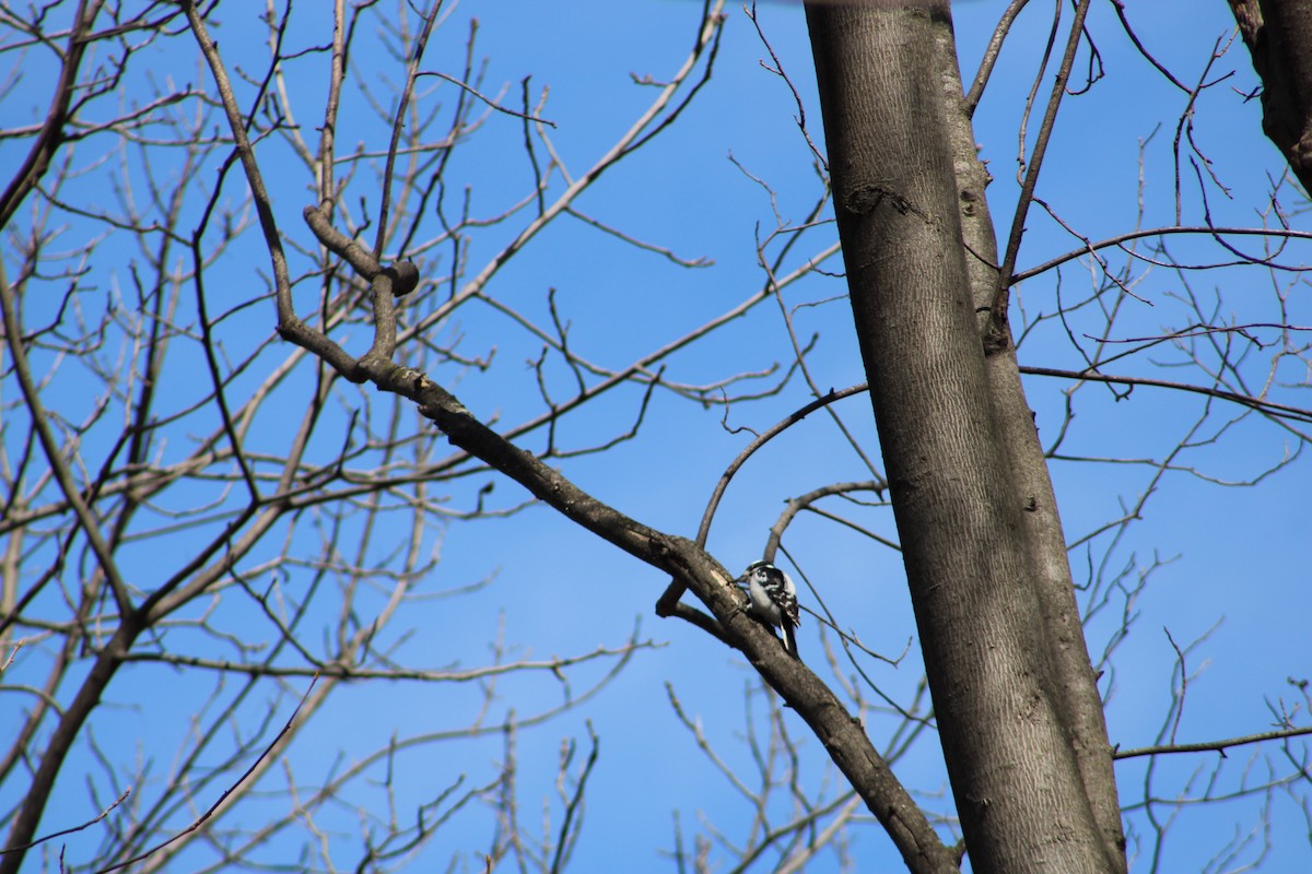 Hairy Woodpecker - ML443317421