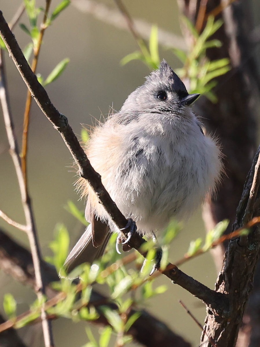 Tufted Titmouse - ML443317581