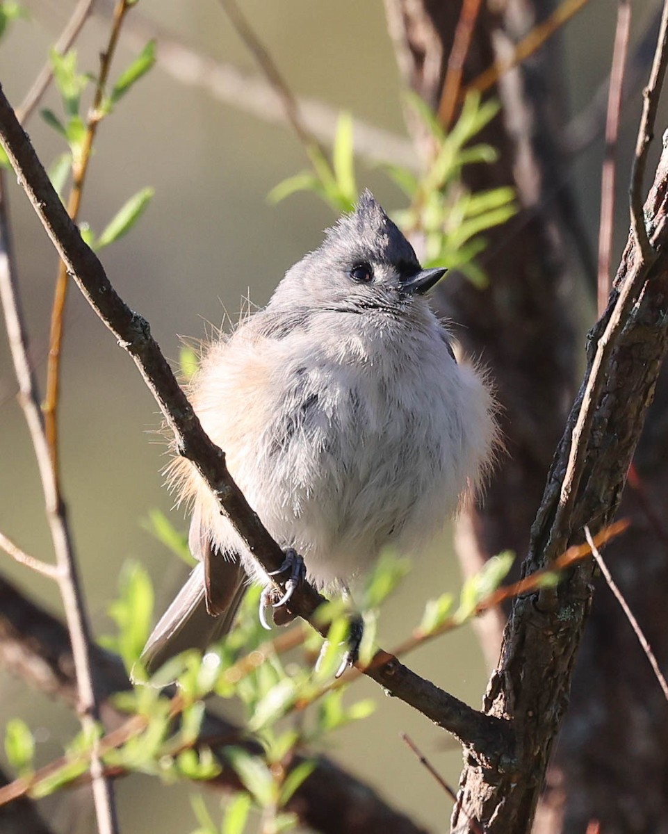 Tufted Titmouse - ML443317591