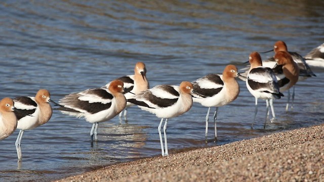 American Avocet - ML443317621