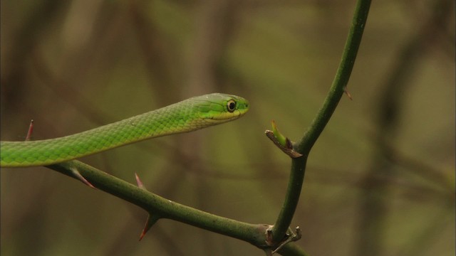 Rough greensnake - ML443318