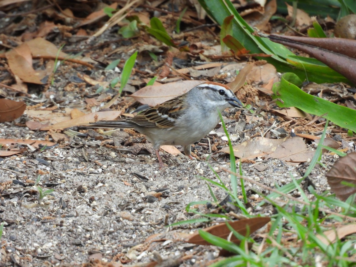 Chipping Sparrow - ML443318101