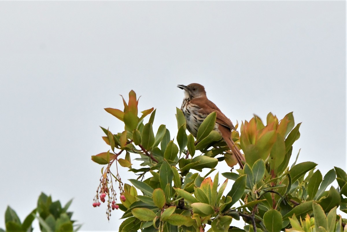 Brown Thrasher - Laura Hill