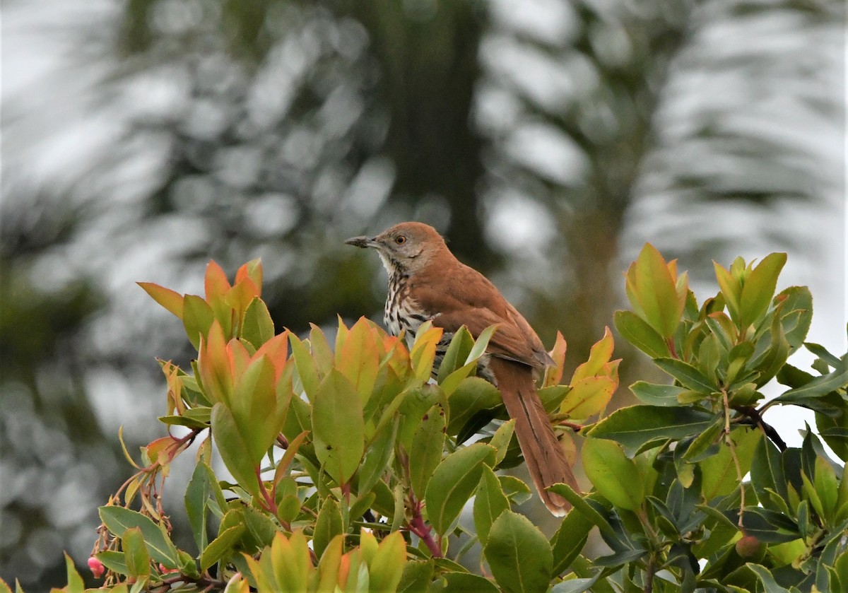 Brown Thrasher - Laura Hill