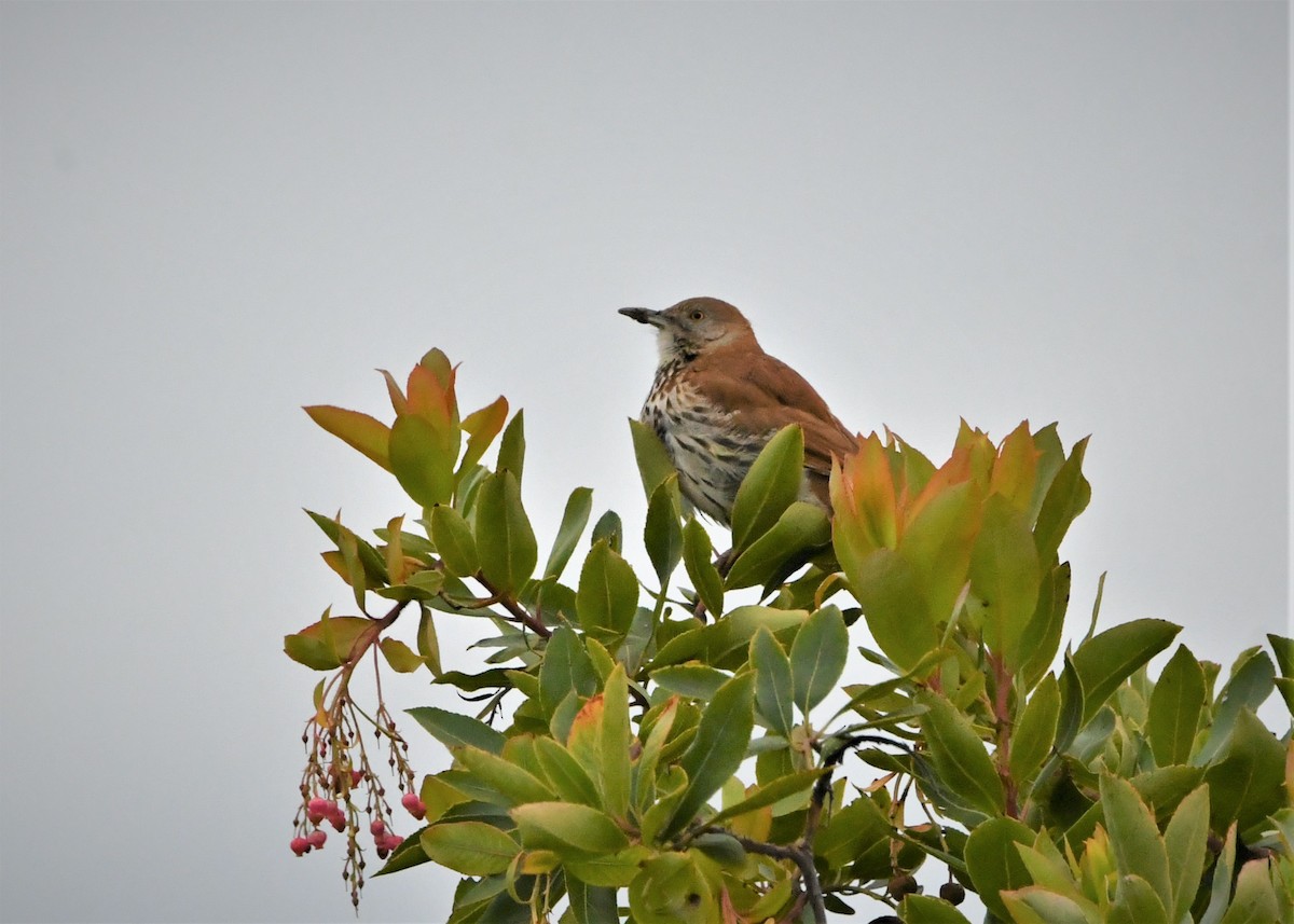 Brown Thrasher - Laura Hill