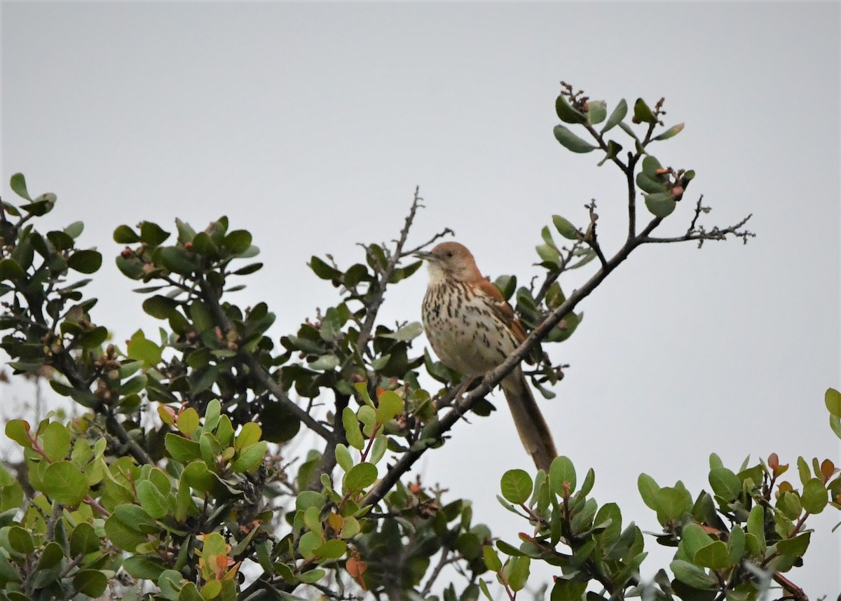 Brown Thrasher - Laura Hill