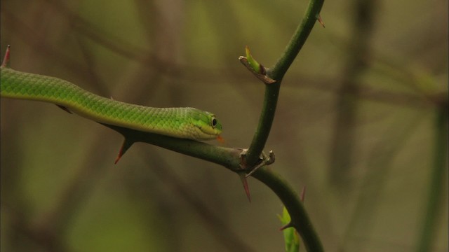 Rough greensnake - ML443319