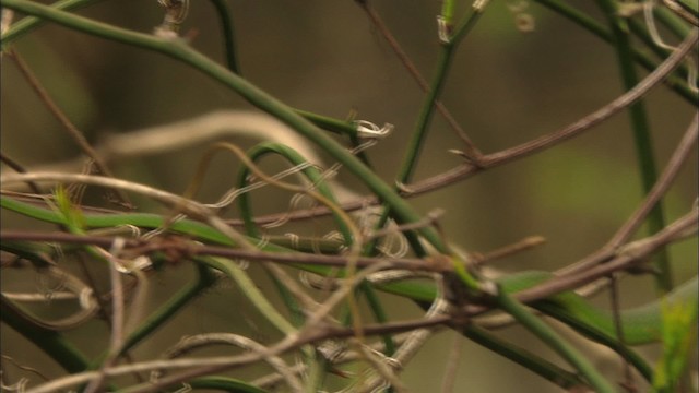 Rough greensnake - ML443320