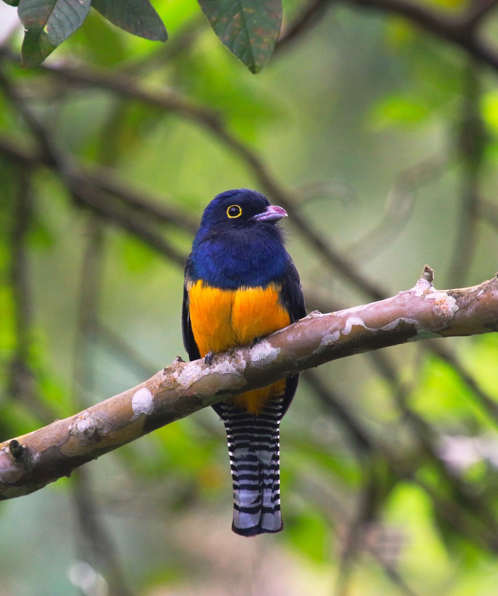 Guianan Trogon - ML44332091