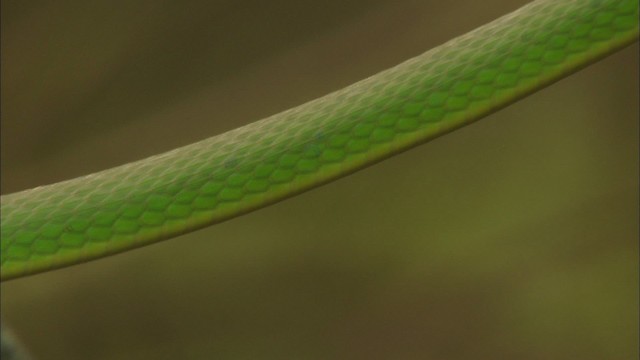 Rough greensnake - ML443321