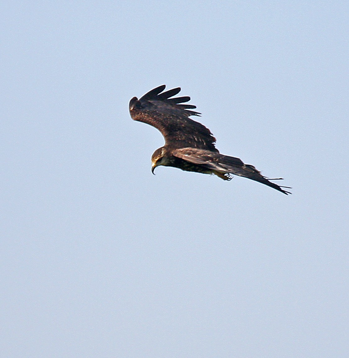 Snail Kite - ML443321631