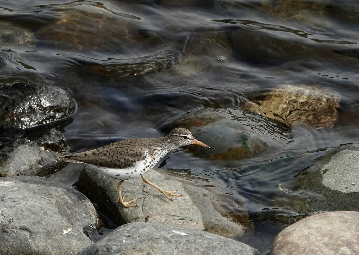 Spotted Sandpiper - ML443322621