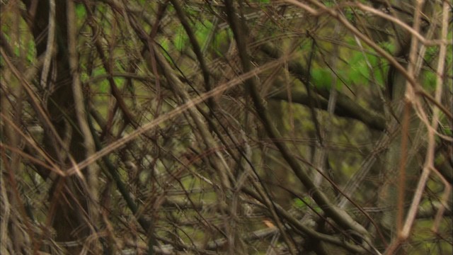 Ruby-crowned Kinglet - ML443324