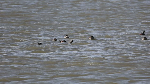 Eared Grebe - ML443325851