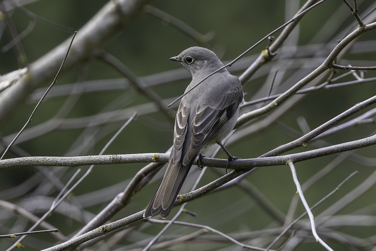 Townsend's Solitaire - ML443326431