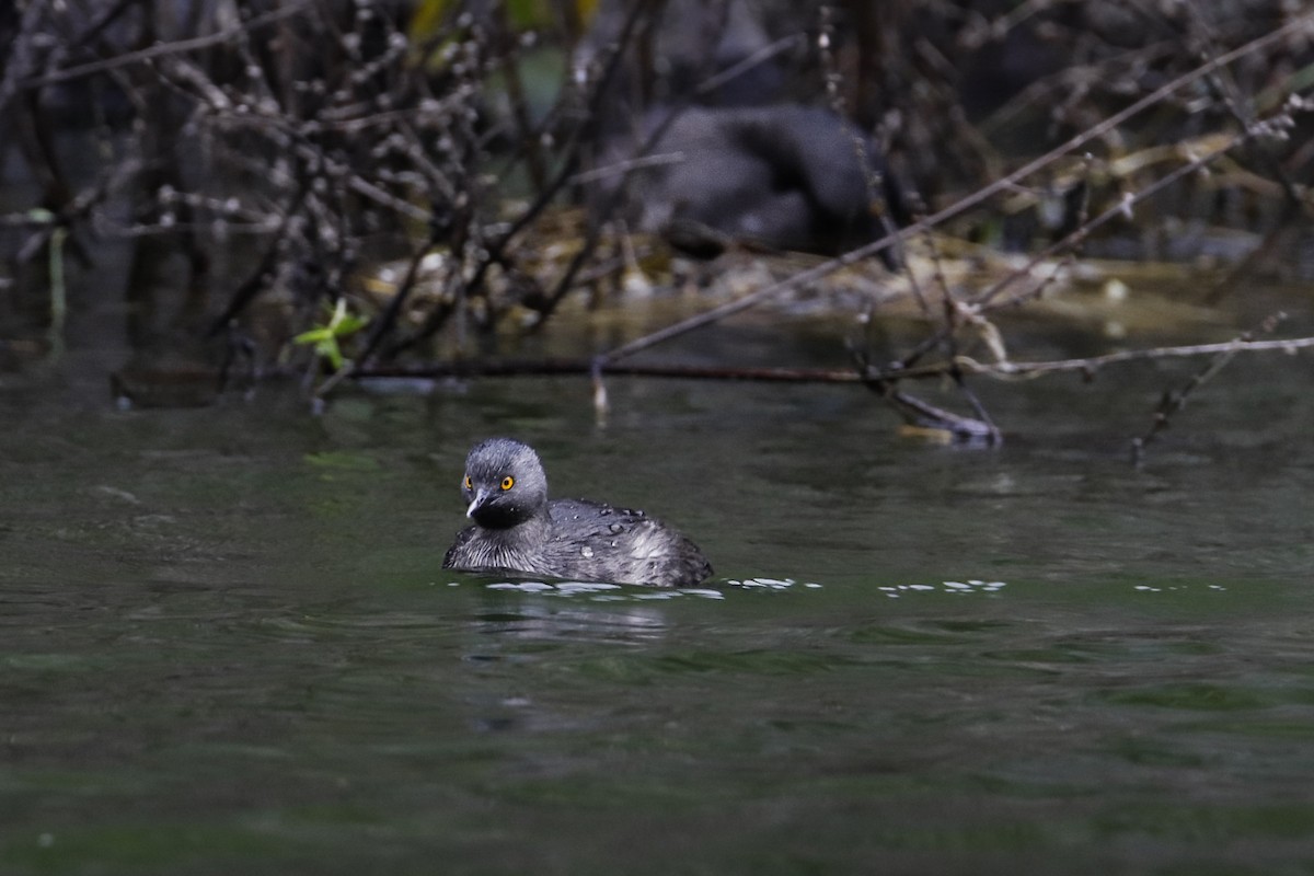 Least Grebe - ML443330311