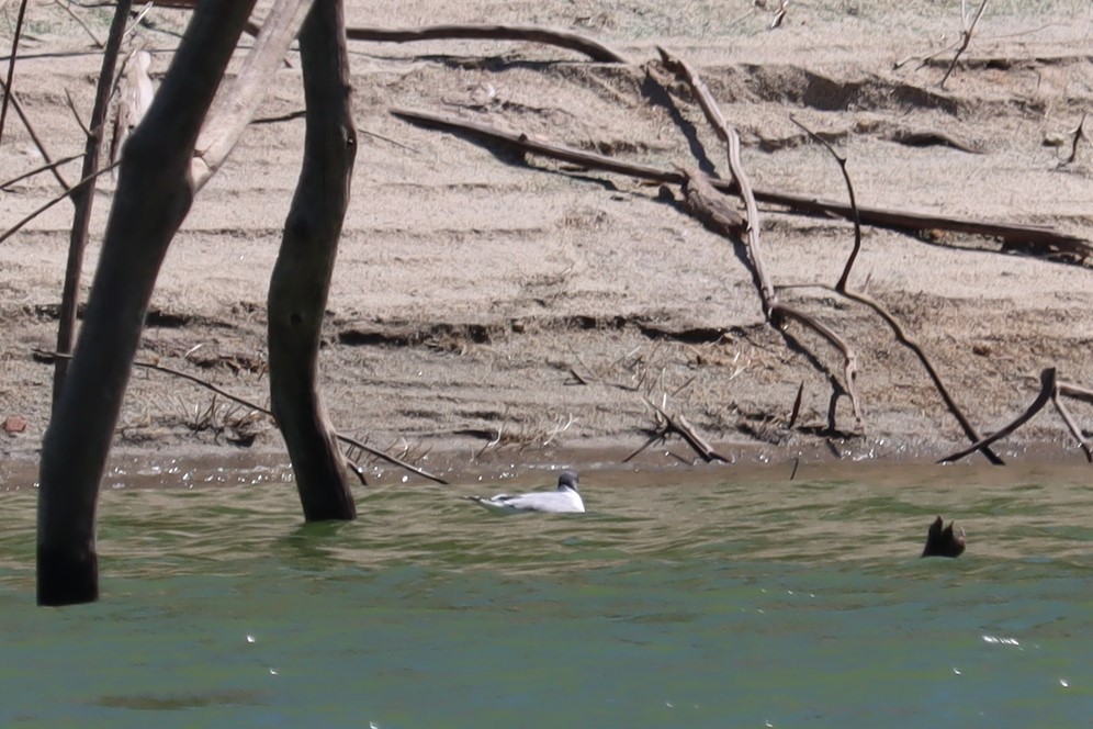 Mouette de Sabine - ML443330531