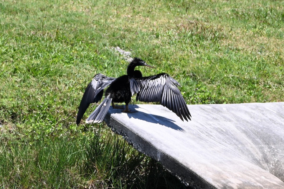 Anhinga - Dorit Eliyahu