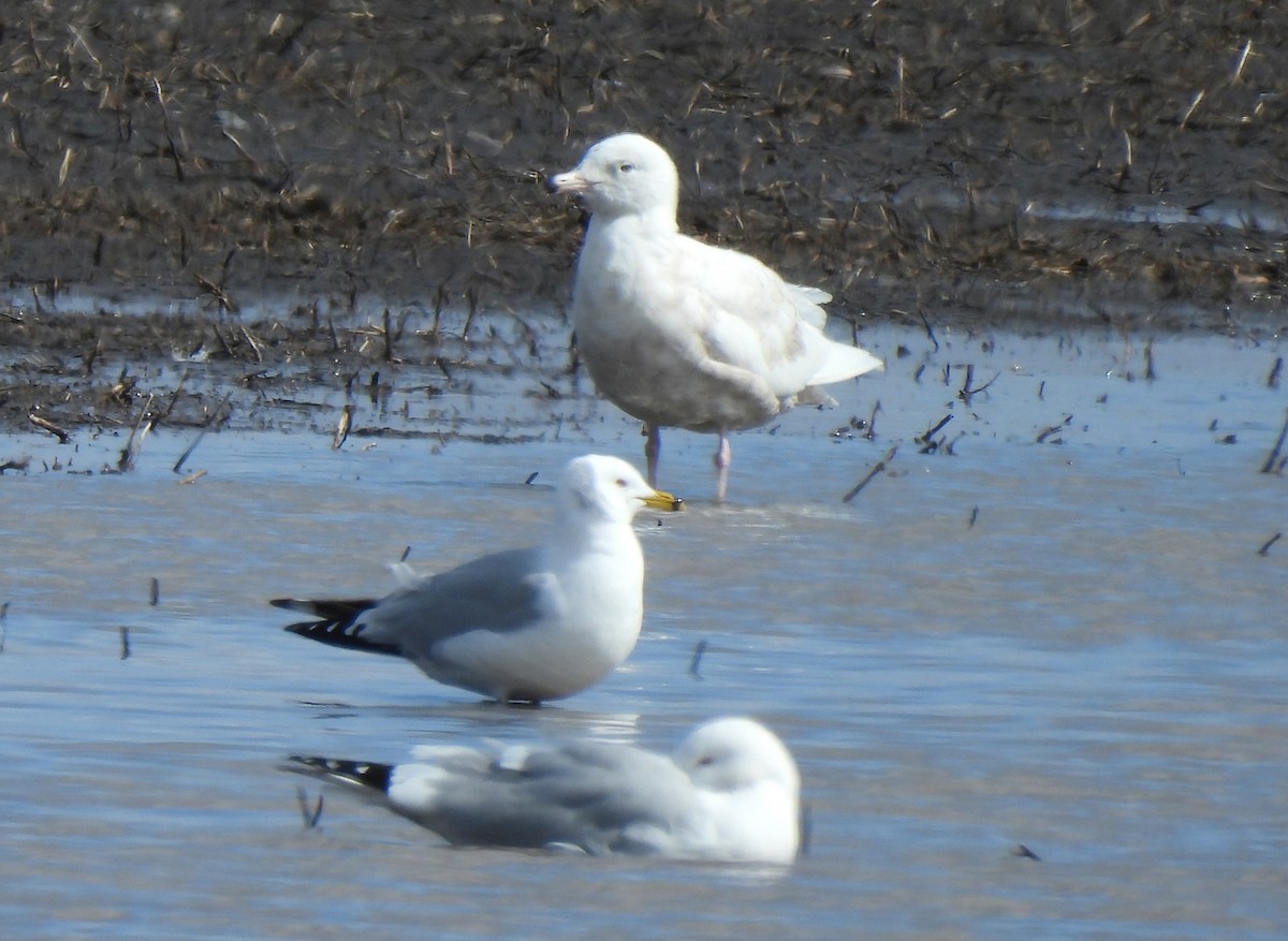 Glaucous Gull - ML443331181