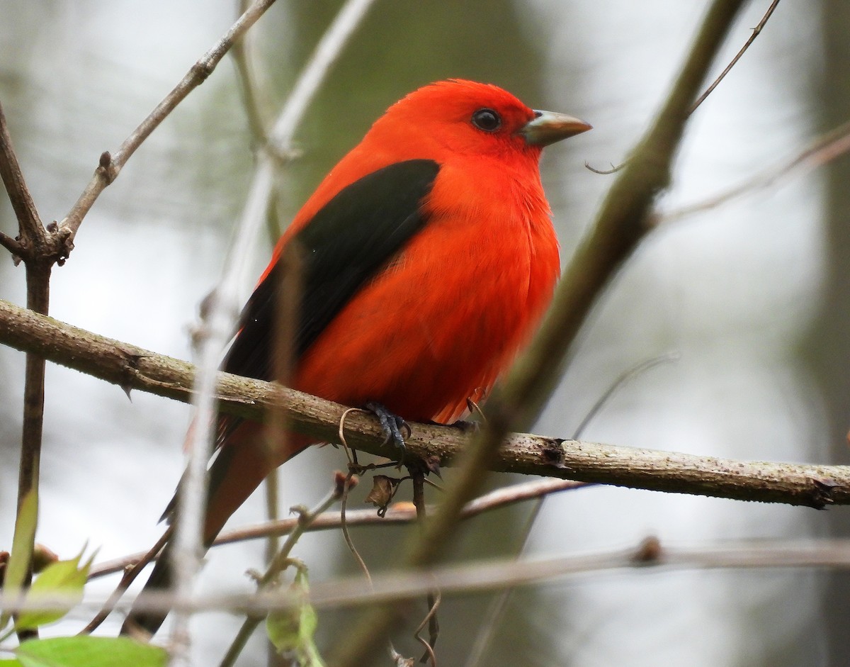 Scarlet Tanager - ML443333921