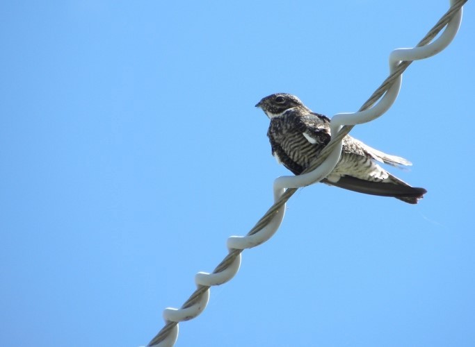 Common Nighthawk - ML443334091