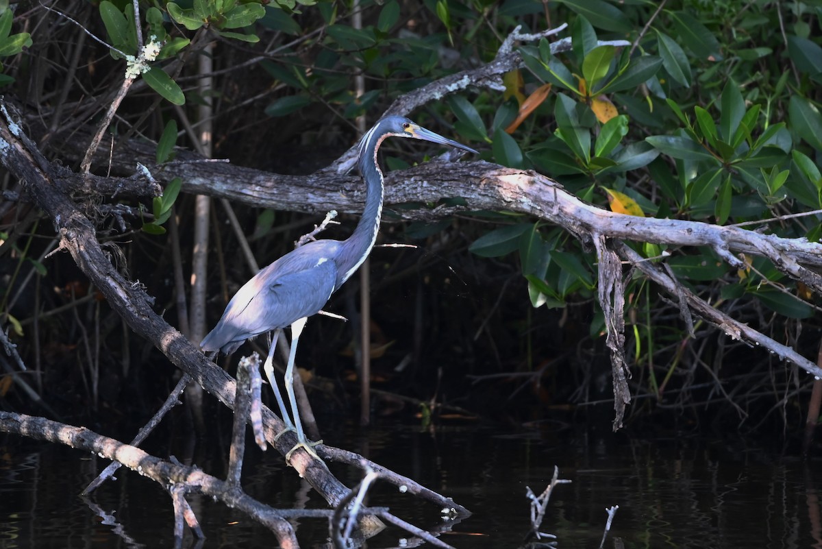 Tricolored Heron - Dorit Eliyahu