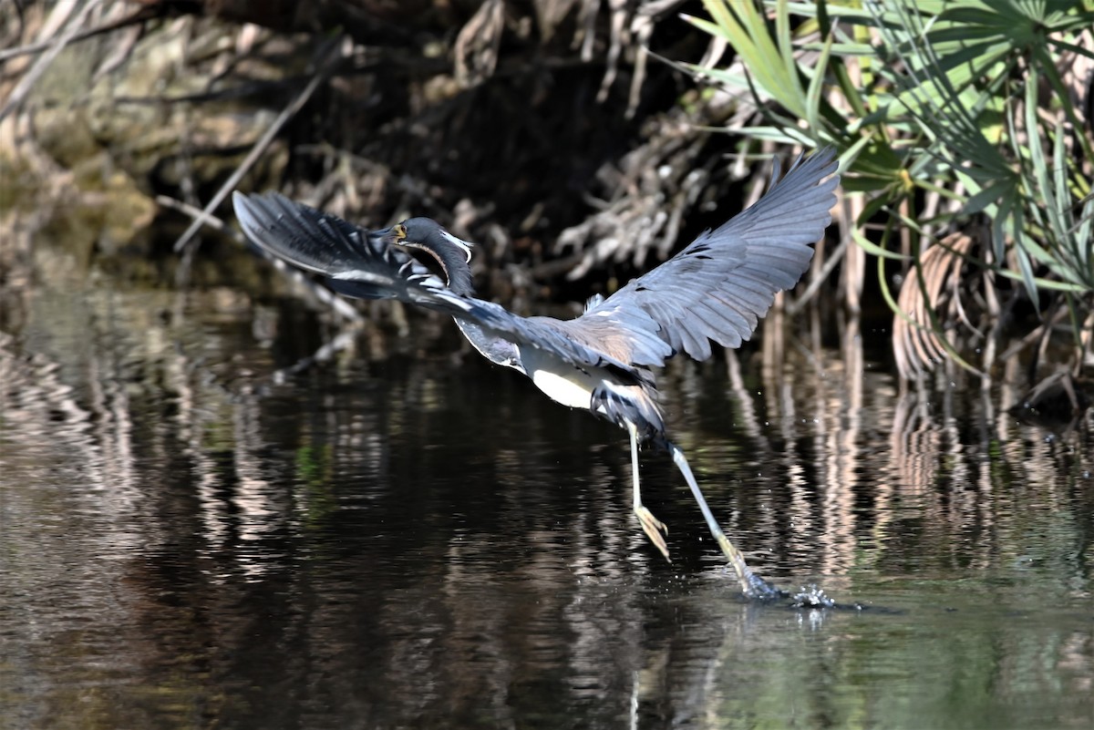 Tricolored Heron - Dorit Eliyahu