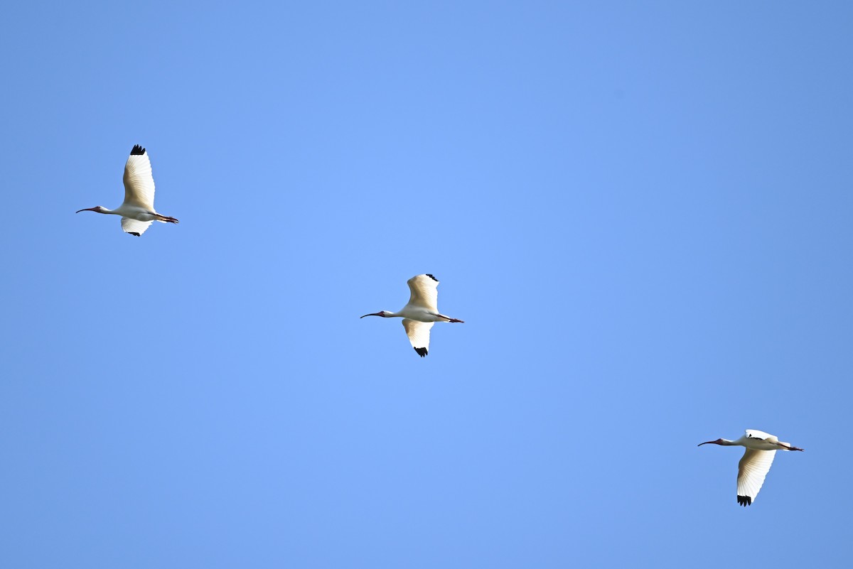 ibis bílý - ML443335001