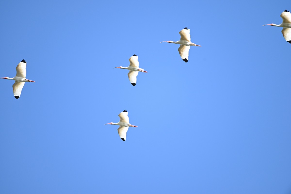 ibis bílý - ML443335011