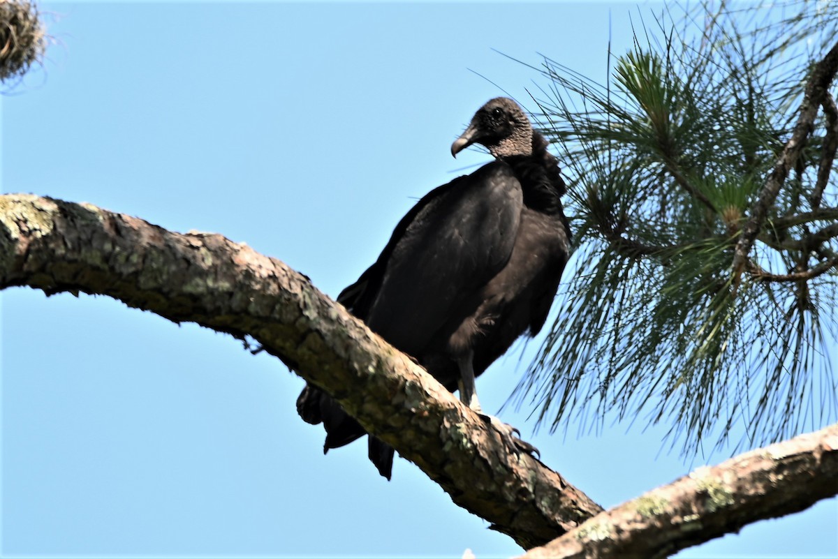 Black Vulture - Dorit Eliyahu