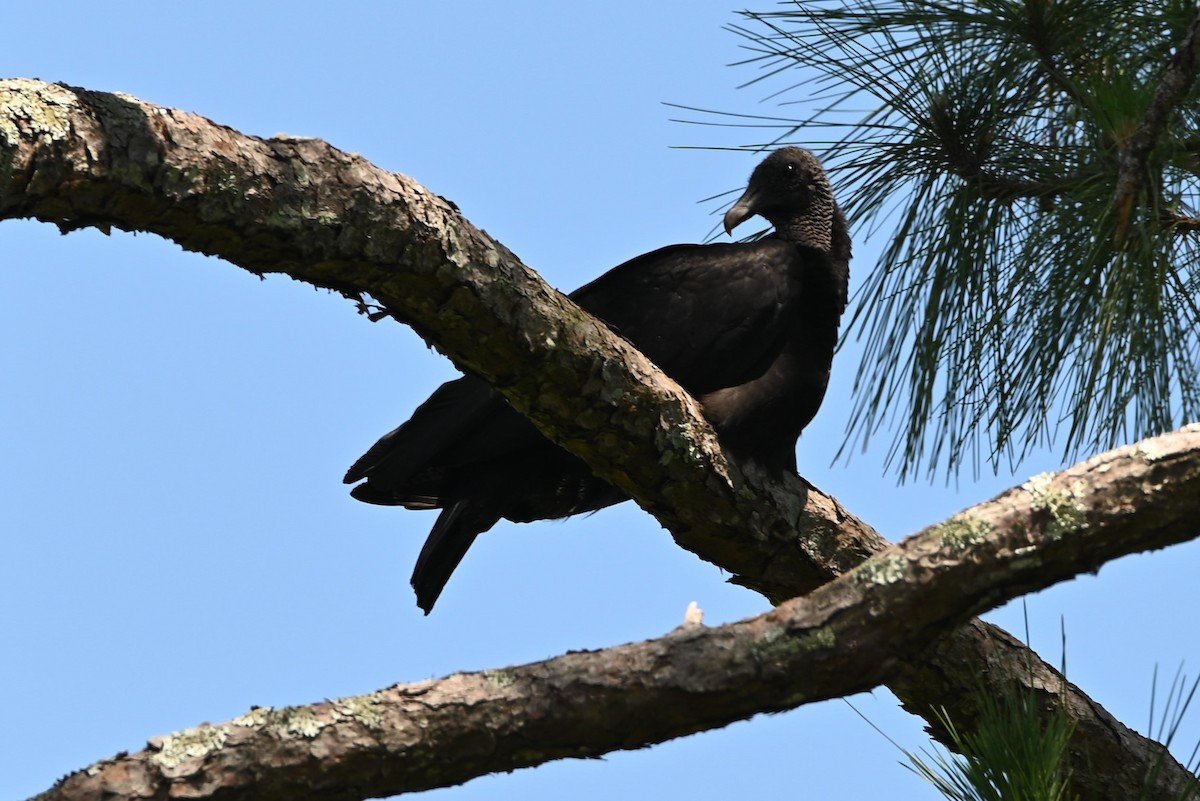 Black Vulture - Dorit Eliyahu