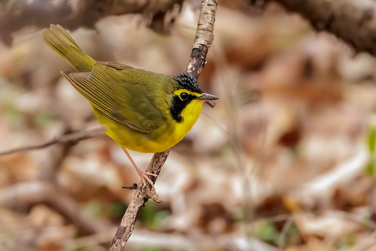 Kentucky Warbler - ML443335271