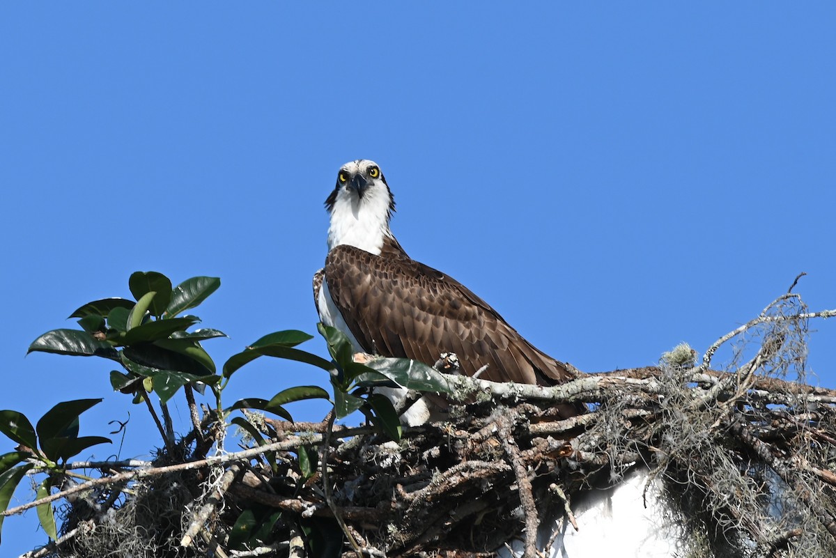 Águila Pescadora - ML443335591