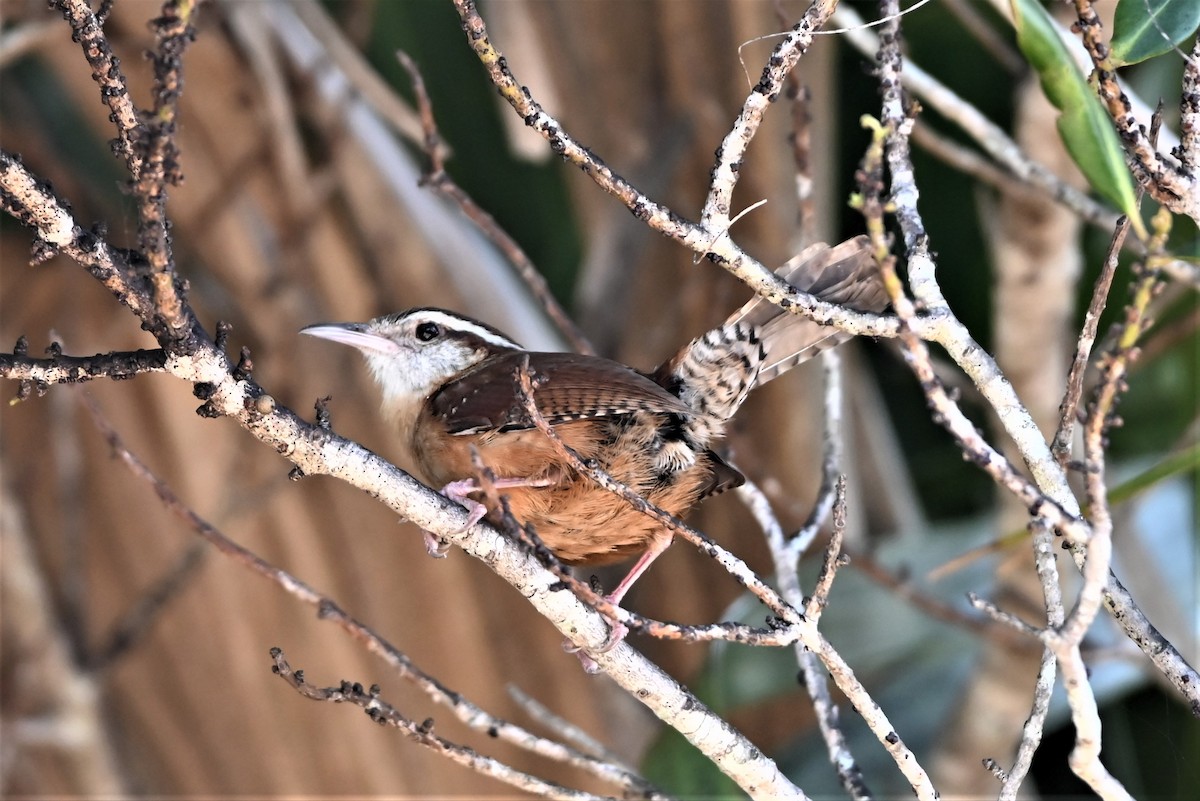 Carolina Wren - Dorit Eliyahu