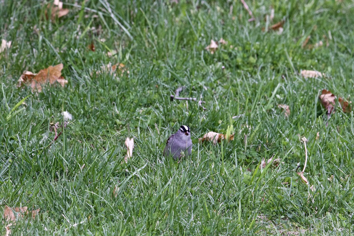 White-crowned Sparrow - ML443336551