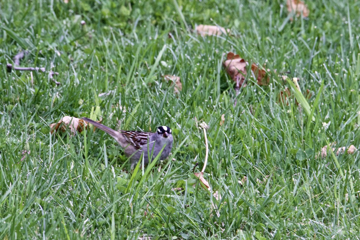White-crowned Sparrow - ML443336581