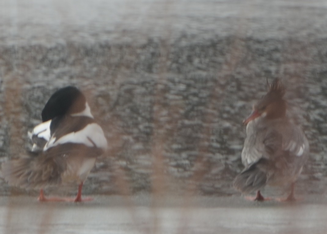 Common Merganser - Vivian Fung