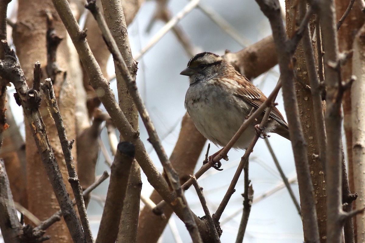 White-throated Sparrow - Katharine Spencer