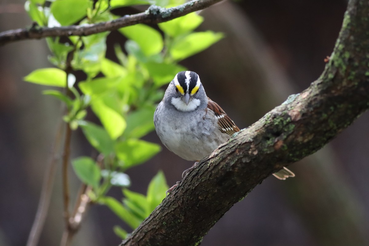 White-throated Sparrow - Katharine Spencer