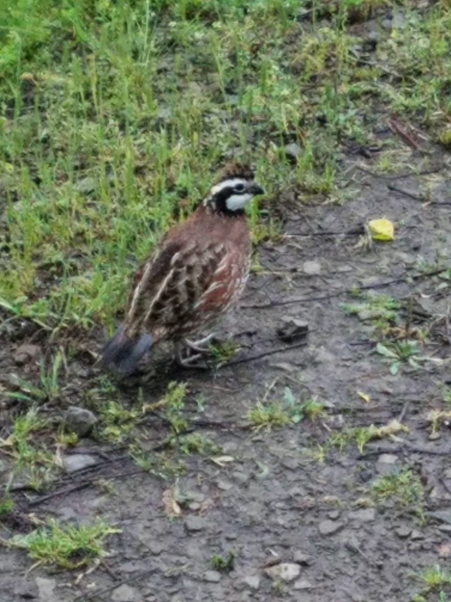 Northern Bobwhite - ML443341731