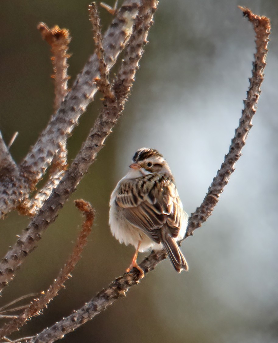 Clay-colored Sparrow - ML443342051
