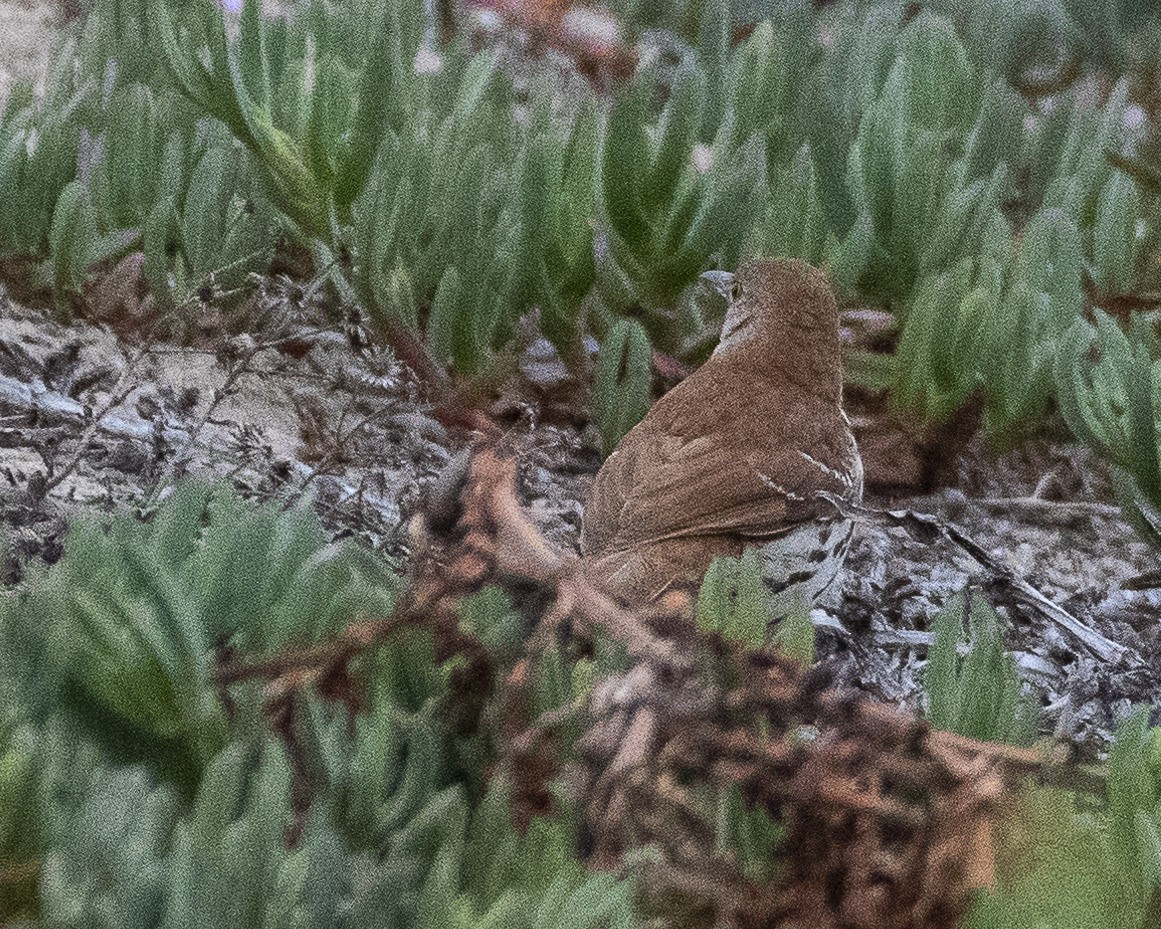 Brown Thrasher - James Kendall