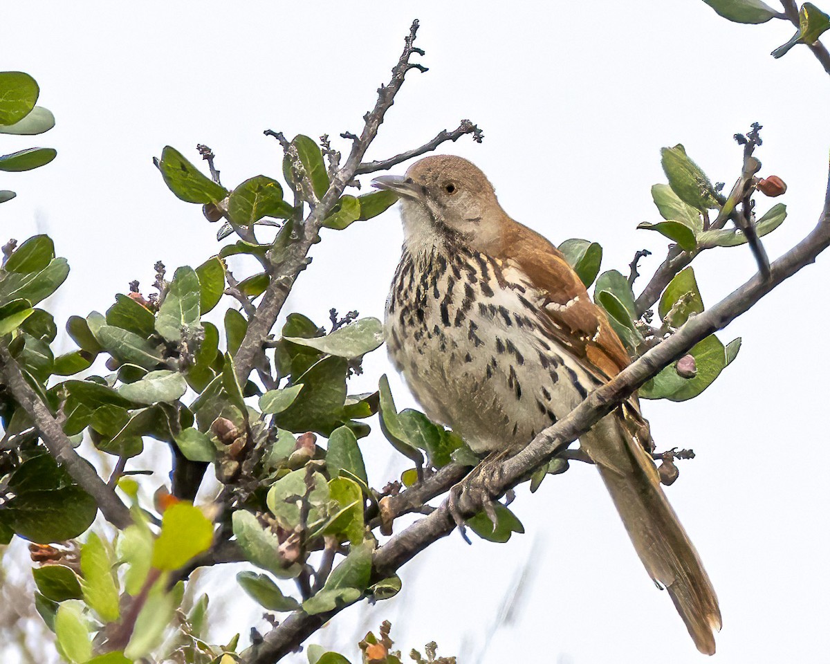 Brown Thrasher - James Kendall