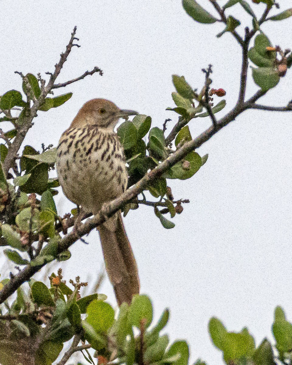 Brown Thrasher - James Kendall