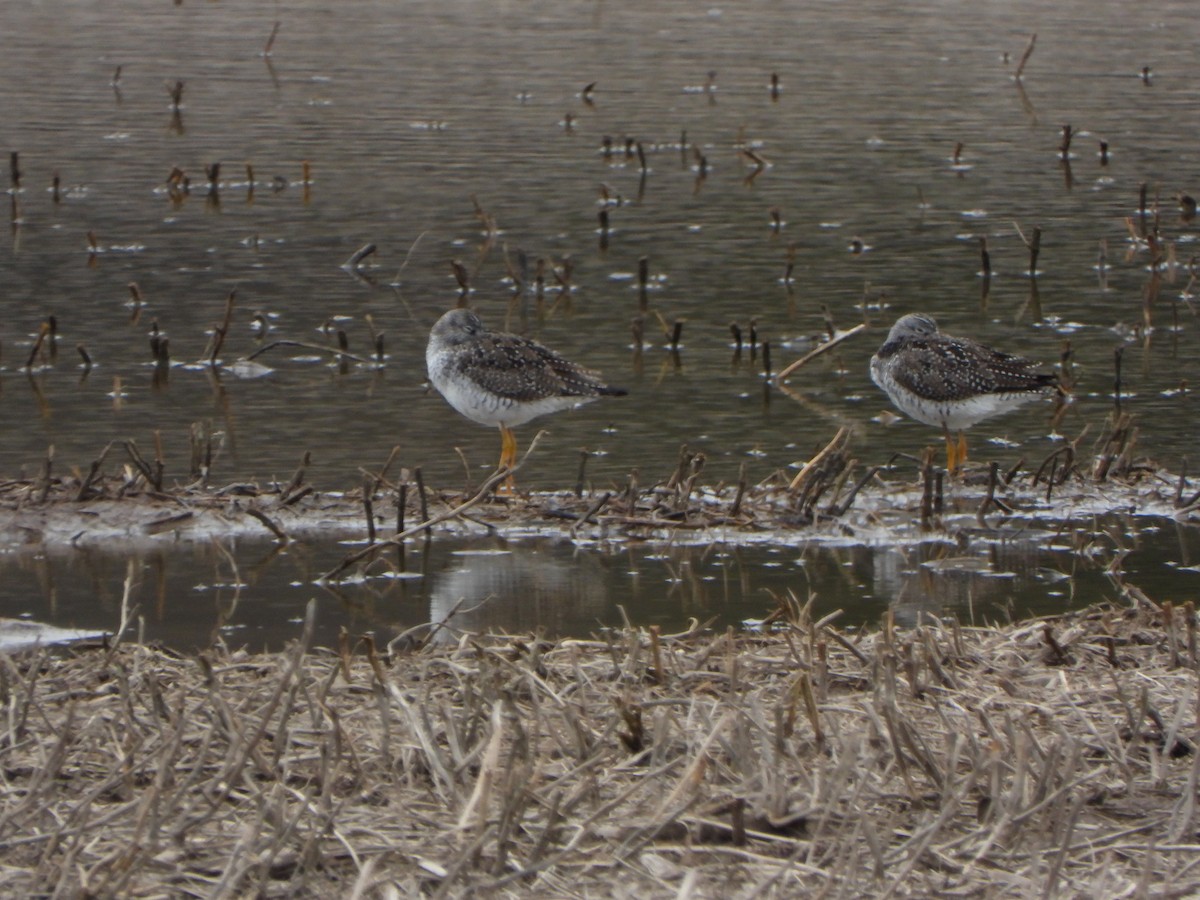 Greater Yellowlegs - ML443344101