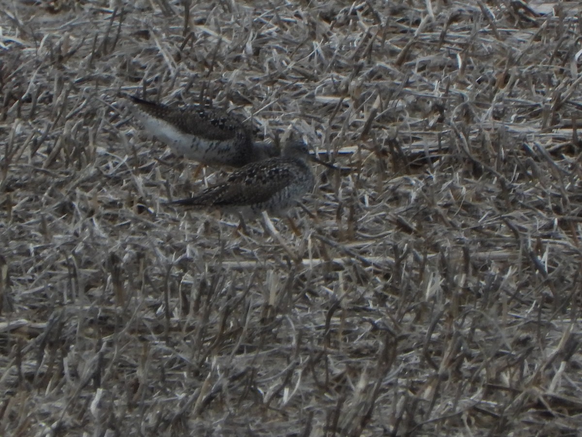 Greater Yellowlegs - ML443344111