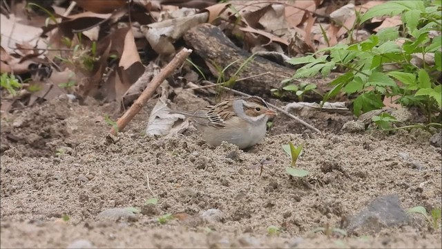 Clay-colored Sparrow - ML443347431